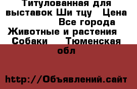 Титулованная для выставок Ши-тцу › Цена ­ 100 000 - Все города Животные и растения » Собаки   . Тюменская обл.